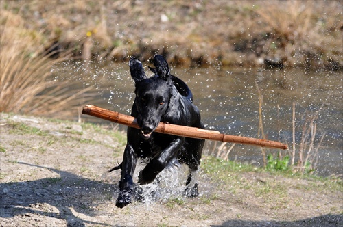 Flat coated retriever