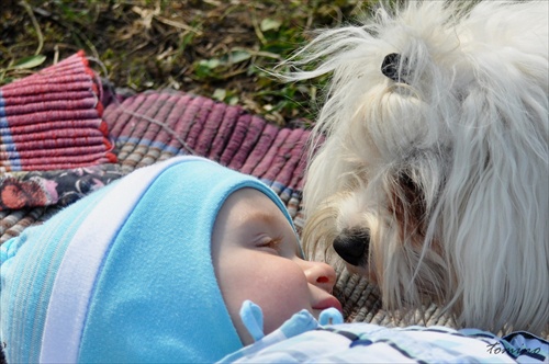 Child and dog