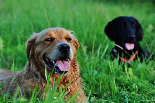 golden and black retriever ;)