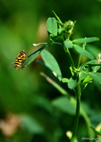 Bee