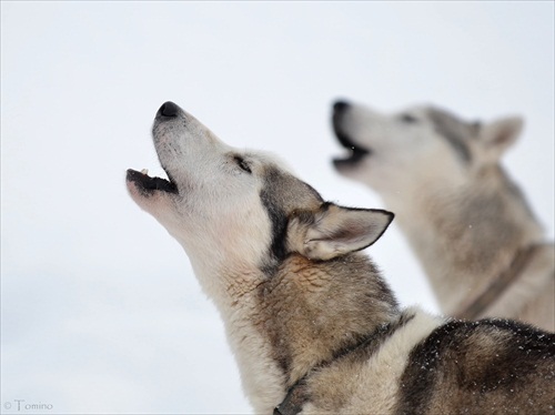 song of husky