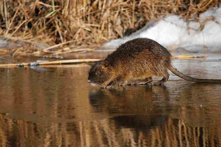 Nutria vodná