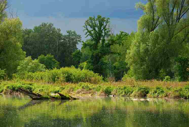 Dunajský lužný ostrov