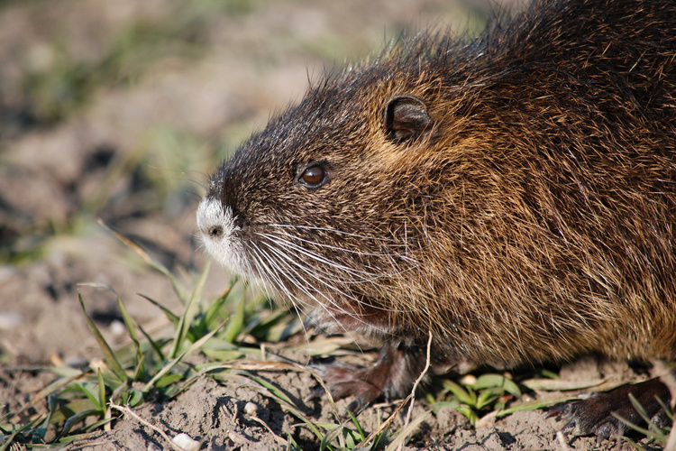 Nutria vodná detail