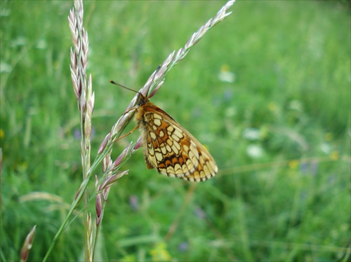 motyl