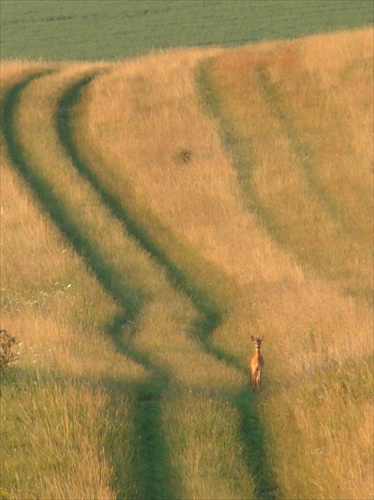 stratený