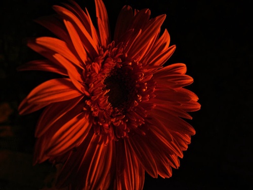 nocna gerbera