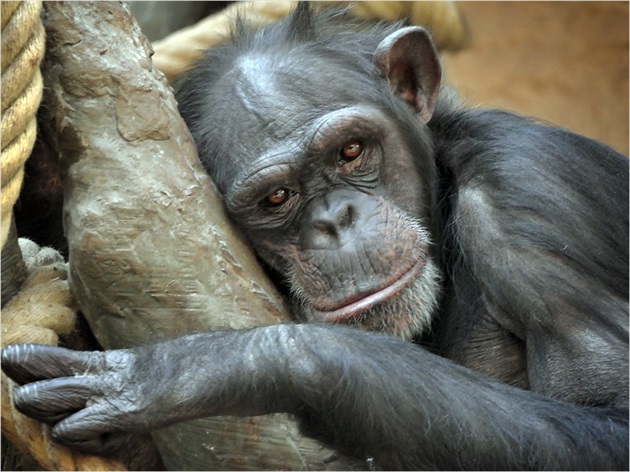 Šimpanz nostalgický