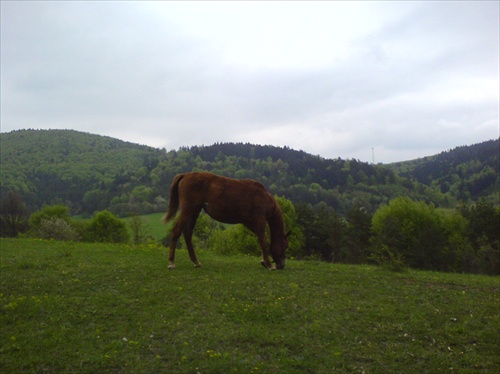 Paša pod sedlom Vyšehradu