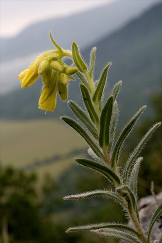 rumenica turnianska