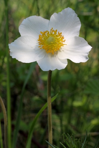 veternica lesná