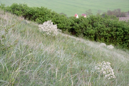 stepný bežec - katran tatarský