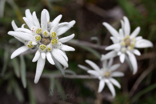 plesnivec alpínsky