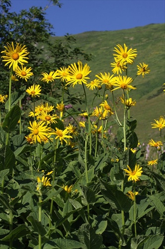 kamzičník rakúsky  (17.7.2010 - Belianske Tatry)