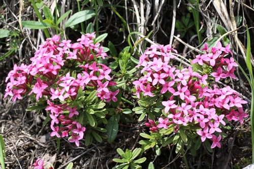 lykovec voňavý (30.5.2010 - V.Fatra)