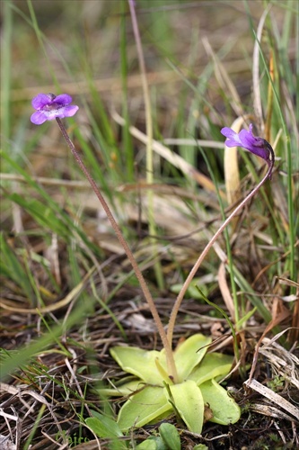 tučnica obyčajná (30.5.2010 - V.Fatra)