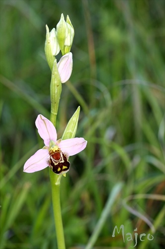 hmyzovník včelovitý (6.6.2010 - Strážovské vrchy)