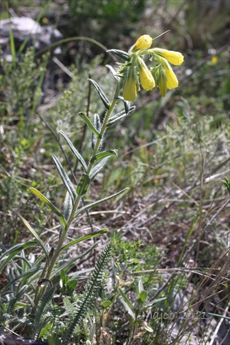 rumenica turnianska