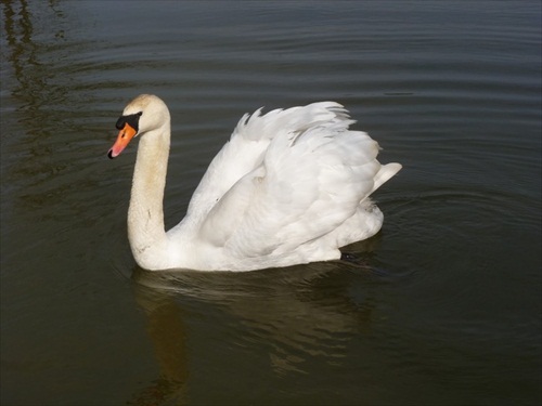 dnešná labuť