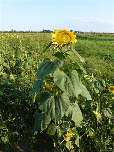 Kraľovna slnečnicového poľa