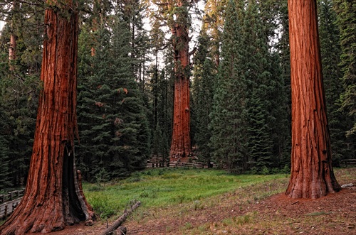 In the Giant forest