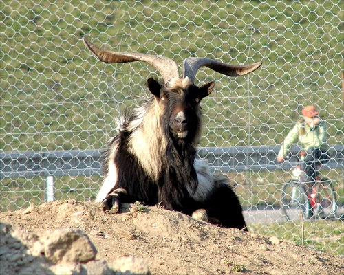 Capo,záhradnik