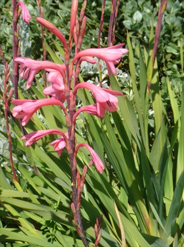 Kirstenbosch, JAR