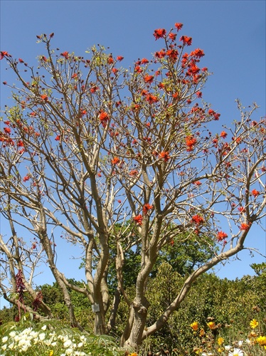 Kirstenbosch, JAR