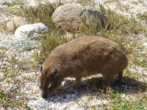 môj najbližší pribuzný je slon, smrtelne vážne, JAR, Mys dobrej