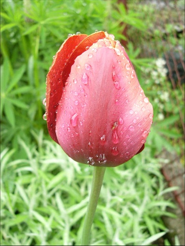 tulipánik