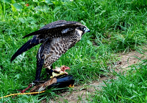 peregrine