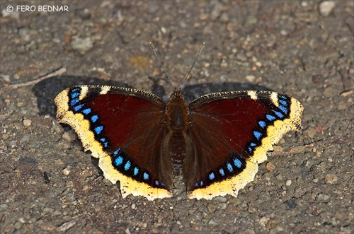 Babôčka osiková (Nymphalis antiopa)