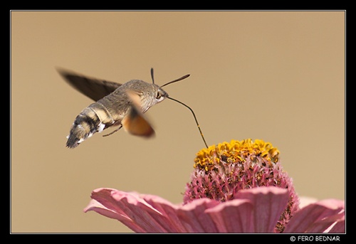 Lišaj marinkový (Macroglossum stellatarum)