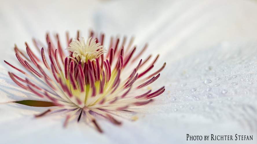 Clematis