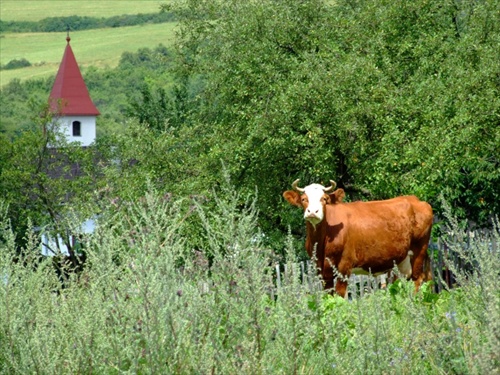 Veža a krava