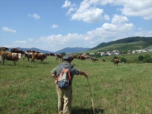 Kamarát pastier