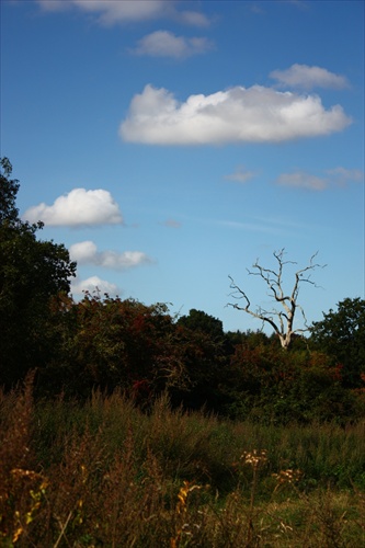 Zoschnutý strom