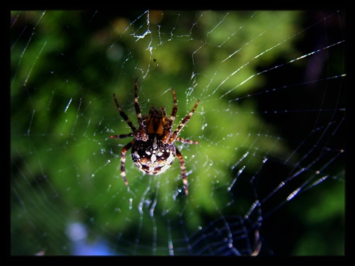 pre arachnofobikov