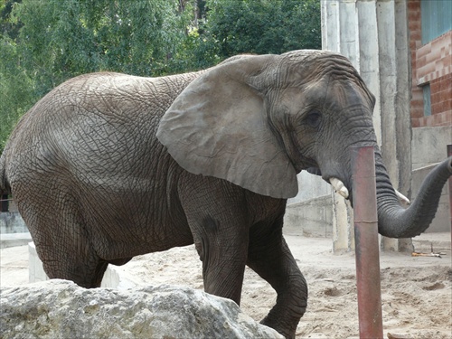 Slon z Bojnickej ZOO