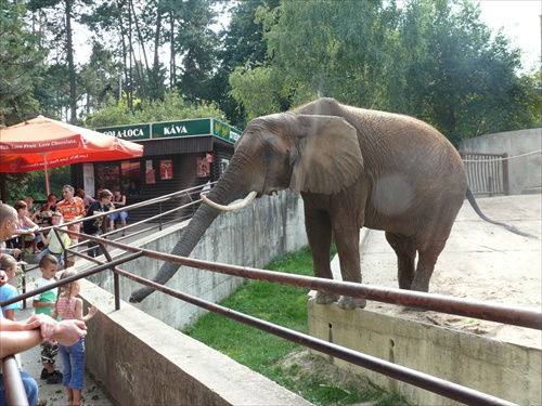 Slon z Bojnickej ZOO