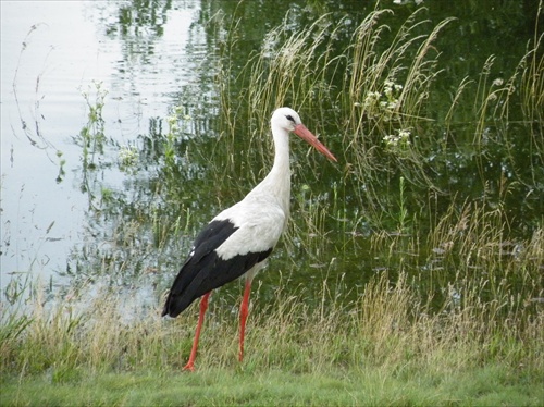 bocian Jarovského ramena