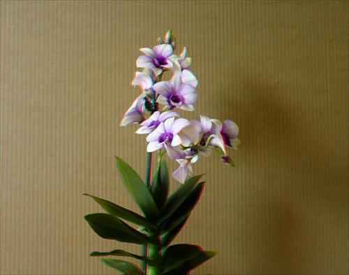 3D orchidea