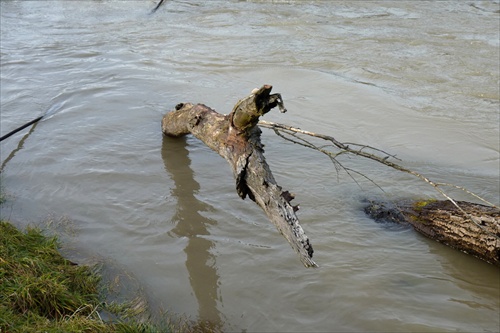 dunajská nástraha