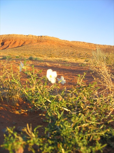 Desert rose