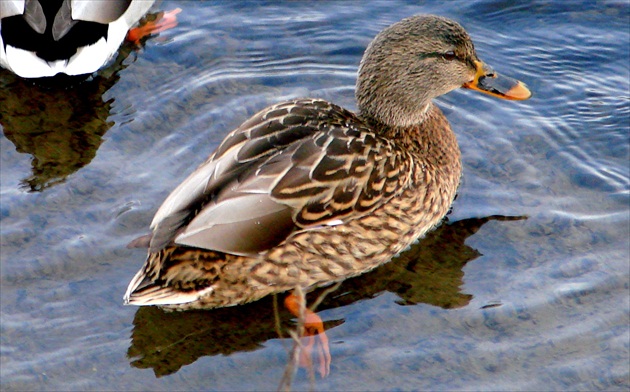 Kačacia kráska