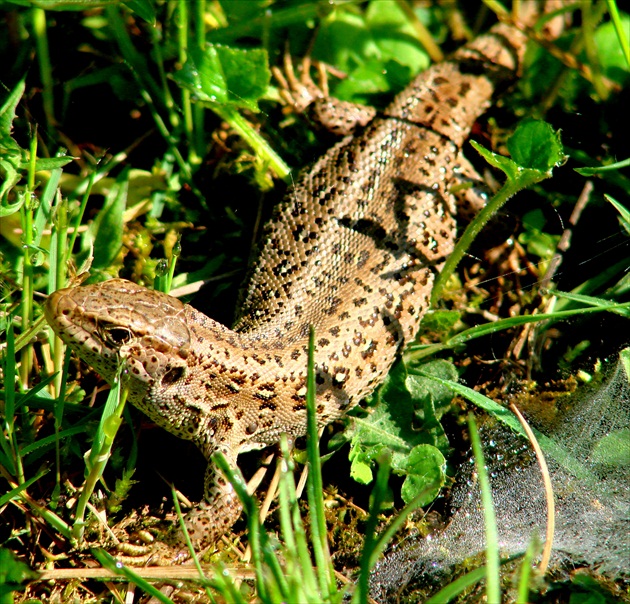 jašterica