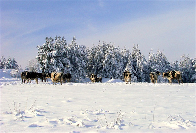 krásky na snehu