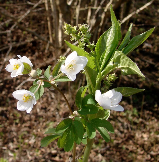 biela jar