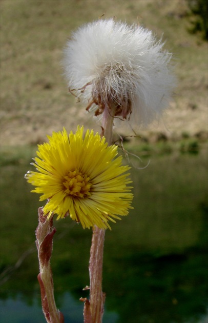 podbeľová