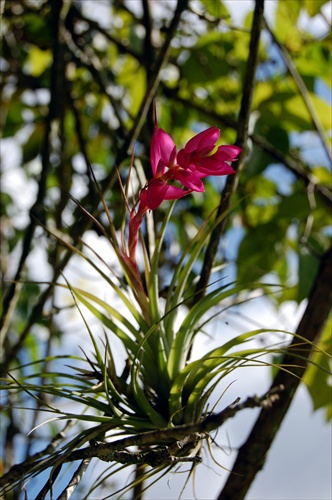 Jardim Botanico